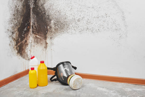 Best Local Mold Removal Service  in Tawas City, MI