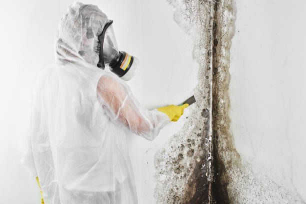 Best Residential Mold Removal  in Tawas City, MI