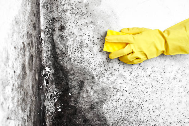 Best Attic Mold Removal  in Tawas City, MI