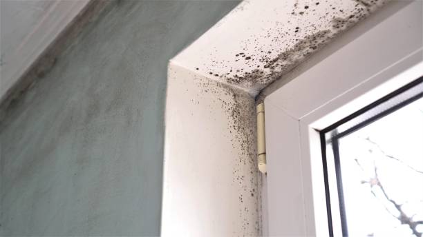 Professional Mold Removal in Tawas City, MI