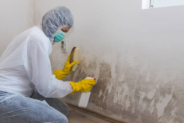 Attic Mold Removal in Tawas City, MI