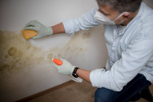 Mold Removal and Inspection in Tawas City, MI