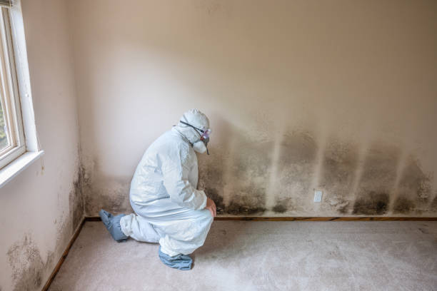 Best Crawl Space Mold Removal  in Tawas City, MI